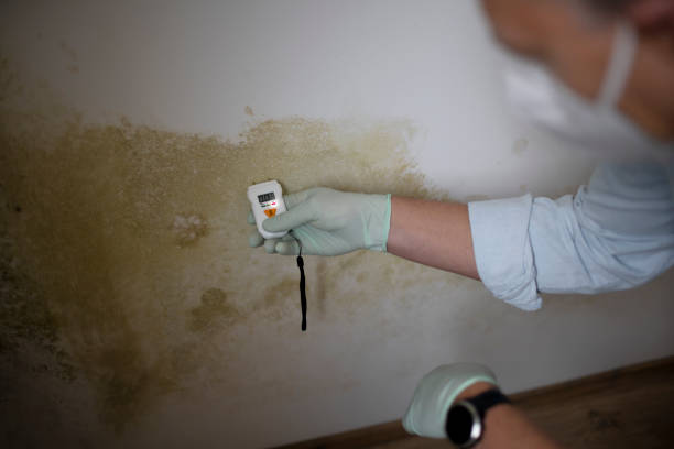 Trusted Centerville, TN Mold Removal Experts