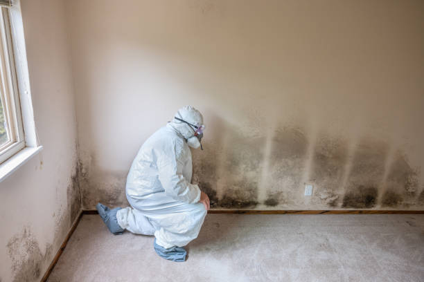 Best Residential Mold Removal  in Centerville, TN