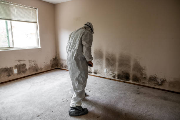 Best Residential Mold Removal  in Centerville, TN