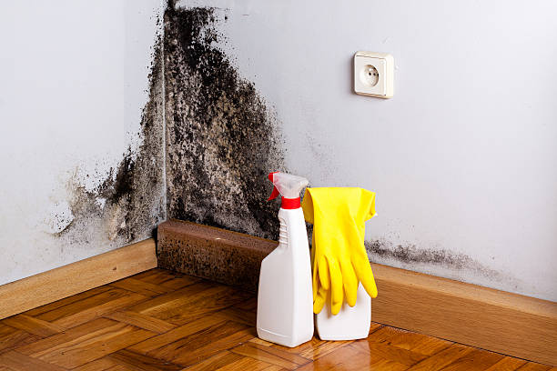 Best Certified Mold Removal  in Centerville, TN