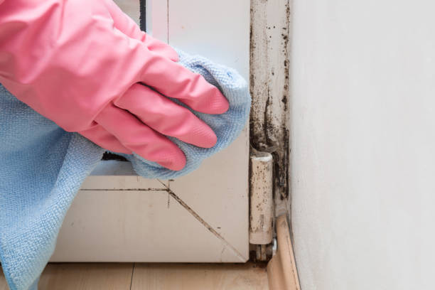 Best Toxic Mold Removal  in Centerville, TN